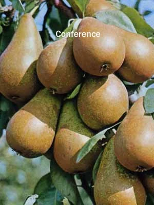 Familien-Birnbaum - Williams+Conference+Gute Luise+Nojabrskaja 3 Familien-Birnbaum - Williams+Conference+Gute Luise+Nojabrskaja – Bild 3