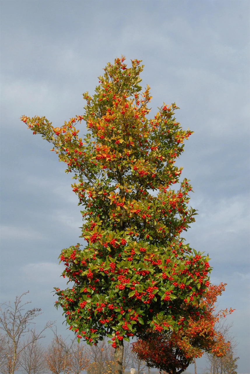 Crataegus Lavallei 'Carrierei', Lederblättriger Weißdorn - Hochstamm 1 Crataegus Lavallei 'Carrierei', Lederblättriger Weißdorn - Hochstamm