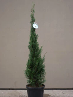 Cupressocyparis Leyl. Pyramidalis 'Eisspitze'®, Toscana-Zypresse 5 Cupressocyparis Leyl. Pyramidalis 'Eisspitze'®, Toscana-Zypresse -Gartenpflanzen Lieferungen Eisspitze allgemein 1280x1280