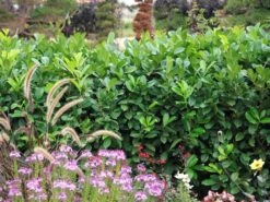 Prunus Laurocerasus 'Rotundifolia', Kirschlorbeer 7 Prunus Laurocerasus 'Rotundifolia', Kirschlorbeer -Gartenpflanzen Lieferungen Kirschlorbeer rotundifolia 1280x1280