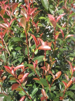Photinia Fraseri 'Dicker Toni', Kompakte Glanzmispel 5 Photinia Fraseri 'Dicker Toni', Kompakte Glanzmispel -Gartenpflanzen Lieferungen Photinia Laub 1280x1280