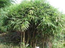 Pseudosasa Japonica, Pfeil-Bambus 7 Pseudosasa Japonica, Pfeil-Bambus -Gartenpflanzen Lieferungen Strauch Pfeil Bambus 1280x1280