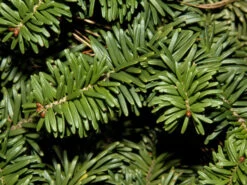 Gartenpflanzen Lieferungen -Gartenpflanzen Lieferungen abies balsamea nana nadeln 1280x1280