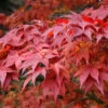 Acer Palmatum 'Atropurpureum', Rotblättriger Fächerahorn