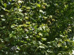 Acer Campestre 'Elsrijk', Kegel-Feldahorn - Hochstamm -Gartenpflanzen Lieferungen acer campestre elsrijk 1280x1280