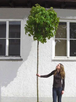 Acer Platanoides Globosum, Kugelahorn - Hochstamm -Gartenpflanzen Lieferungen acer globosum hochstamm 1280x1280