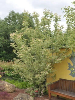 Acer Negundo 'Flamingo', Buntlaubiger Eschenahorn -Gartenpflanzen Lieferungen acer negundo flamingo 1280x1280