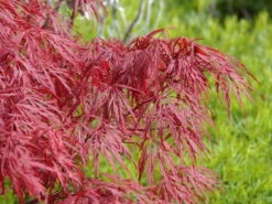 Acer Palmatum 'Dissectum Garnet', Rotblättriger Schlitzahorn -Gartenpflanzen Lieferungen acer palmatum garnet 1280x1280