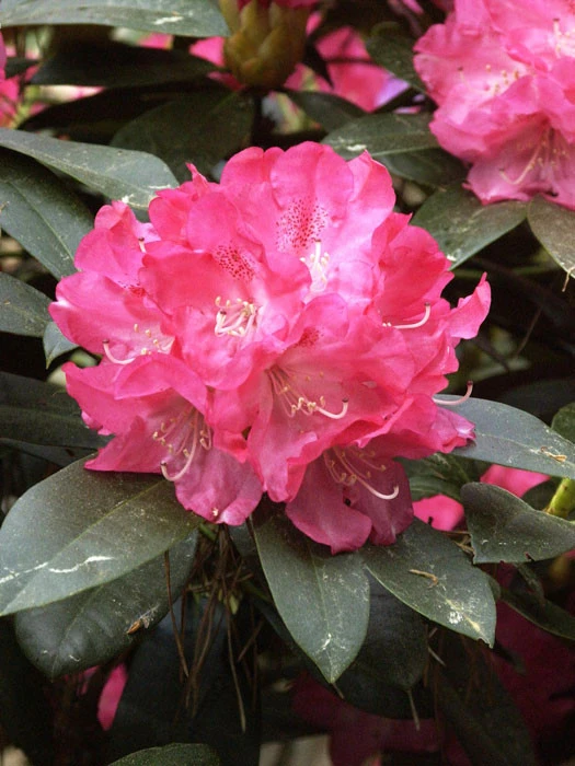 Rhododendron Yakushimanum 'Anuschka' 1 Rhododendron Yakushimanum 'Anuschka'