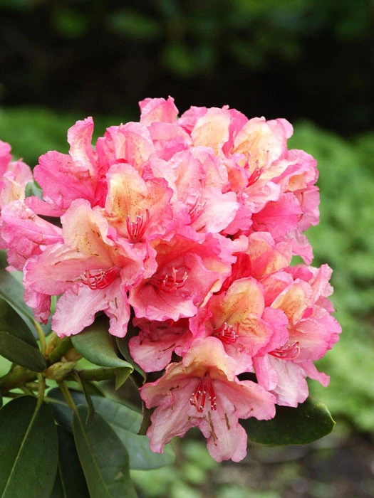 Rhododendron 'Brasilia' INKARHO® 1 Rhododendron 'Brasilia' INKARHO®