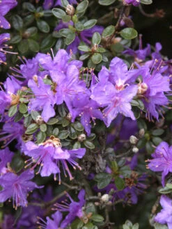 Rhododendron Impeditum, Immergrüner Zwerg-Rhododendron