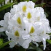 Rhododendron 'Madame Masson'