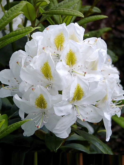 Rhododendron 'Madame Masson' 1 Rhododendron 'Madame Masson'