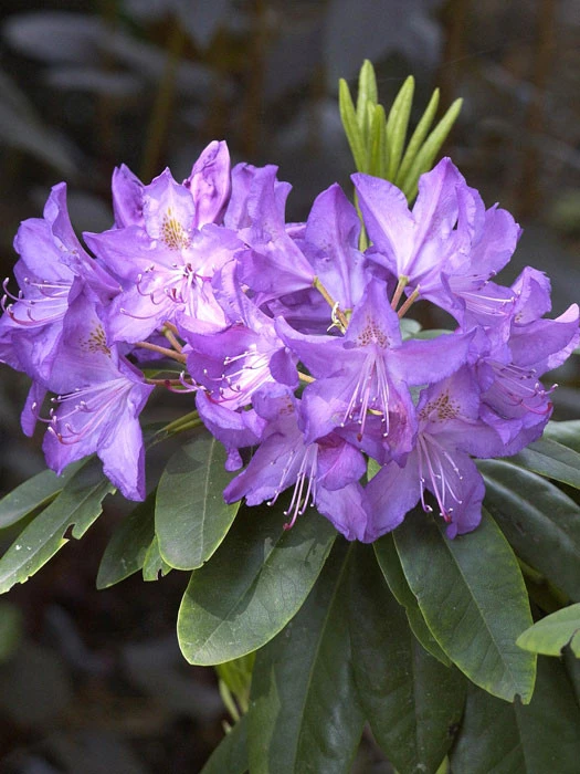 Rhododendron 'Purpureum Grandiflorum' 1 Rhododendron 'Purpureum Grandiflorum'