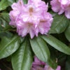 Rhododendron 'Scintillation'