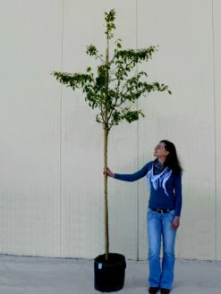 Amelanchier Lamarckii, Felsenbirne - Hochstamm 11 Amelanchier Lamarckii, Felsenbirne - Hochstamm -Gartenpflanzen Lieferungen amelanchier lamarckii 1280x1280