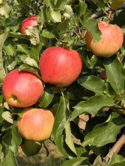 Duo-Apfelbaum - Elstar Und Gala 5 Duo-Apfelbaum - Elstar Und Gala -Gartenpflanzen Lieferungen apfel gala55599c0deac1b 1280x1280