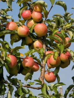 Duo-Apfelbaum - Topaz Und Pinova -Gartenpflanzen Lieferungen apfel pinova55599c52c5ff9 1280x1280