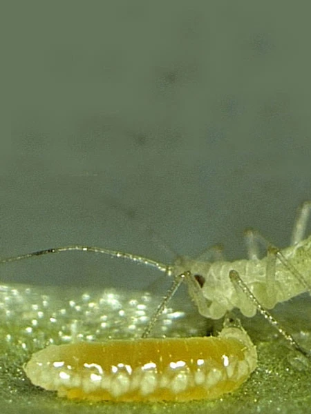 Aphidoletes-Gallmücke (Art.Nr. KB4046) 2 Aphidoletes-Gallmücke (Art.Nr. KB4046) – Bild 2