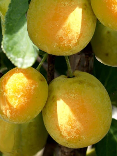 Zwetschenähnliche-Mirabelle Aprimira 1 Zwetschenähnliche-Mirabelle Aprimira