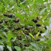 Aronia Melanocarpa, Wilde Apfelbeere