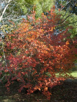 Aronia Melanocarpa, Wilde Apfelbeere 6 Aronia Melanocarpa, Wilde Apfelbeere -Gartenpflanzen Lieferungen aronia melanocarpa herbst 1280x1280