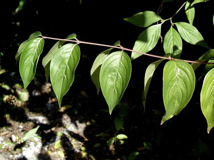 Cornus Officinalis, Japanischer Arzneihartriegel 2 Cornus Officinalis, Japanischer Arzneihartriegel – Bild 2