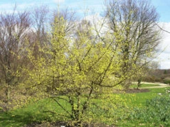 Cornus Officinalis, Japanischer Arzneihartriegel 9 Cornus Officinalis, Japanischer Arzneihartriegel -Gartenpflanzen Lieferungen arzneihartriegel strauch 1280x1280