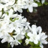 Rhododendron Obtusum 'Kermesina Alba', Wintergrüne Japanische Zwergazalee