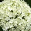 Hydrangea Arborescens 'Annabelle', Ball-Hortensie