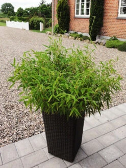 Fargesia Murielae 'Bambi', Kleiner Schirmbambus -Gartenpflanzen Lieferungen bambus bambi 1280x1280