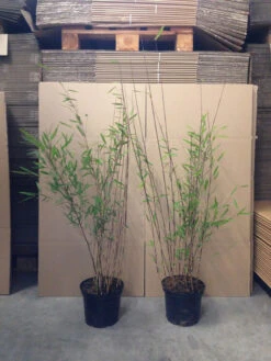 Fargesia Nitida 'Black Pearl' - Glänzender Schirm-Bambus -Gartenpflanzen Lieferungen bambus black pearl 1280x1280