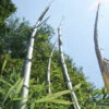 Phyllostachys Vivax 'Huangwenzhu'