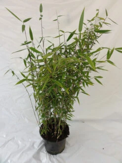 Fargesia Murielae 'Tiny', Schirmbambus 7 Fargesia Murielae 'Tiny', Schirmbambus -Gartenpflanzen Lieferungen bambus tiny pflanze 1280x1280