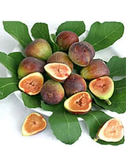 Bayernfeige 'Violetta' ® -Gartenpflanzen Lieferungen bayernfeige frucht 1280x1280