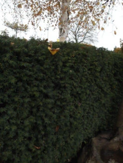 Taxus Media 'Hillii', Männliche Becher-Eibe -Gartenpflanzen Lieferungen becher eibe hillii55599f2c2f21b 1280x1280