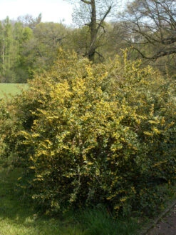 Berberis Julianae, Immergrüne Großblättrige Berberitze 11 Berberis Julianae, Immergrüne Großblättrige Berberitze -Gartenpflanzen Lieferungen berberis julianae 1280x1280