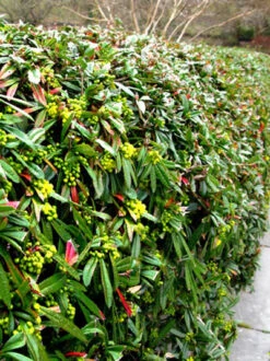 Berberis Julianae, Immergrüne Großblättrige Berberitze 12 Berberis Julianae, Immergrüne Großblättrige Berberitze -Gartenpflanzen Lieferungen berberis julianae 7 44085 3 44085 3 1280x1280