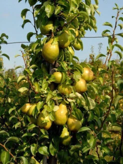 Williams Christ, Birne U-Spalier