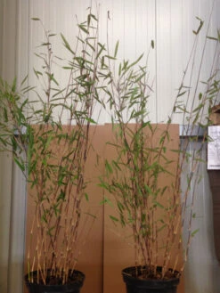 Fargesia Nitida 'Black Pearl' - Glänzender Schirm-Bambus -Gartenpflanzen Lieferungen black pearl pflanze 1280x1280