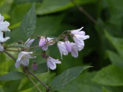 Deutzia Rosea, Niedriger Maiblumenstrauch 8 Deutzia Rosea, Niedriger Maiblumenstrauch -Gartenpflanzen Lieferungen blatt bluete niederer stern 1280x1280