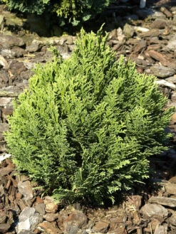Gartenpflanzen Lieferungen 18 Chamaecyparis Lawsoniana 'Minima Glauca', Blaue Zwergzypresse