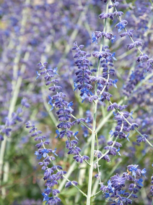 Perovskia Abrotanoides, Blauraute, Silberstrauch 1 Perovskia Abrotanoides, Blauraute, Silberstrauch