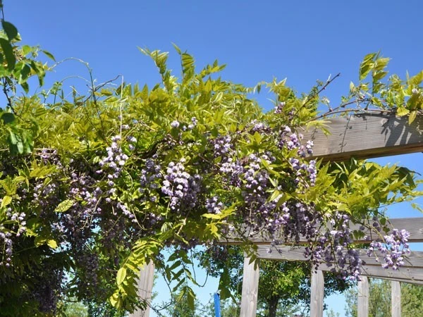 Wisteria Floribunda 'Violacea Plena', Blauregen 1 Wisteria Floribunda 'Violacea Plena', Blauregen