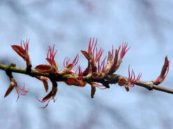 Cercidiphyllum Japonicum, Kuchenbaum -Gartenpflanzen Lieferungen bluete kuchenbaum 1280x1280