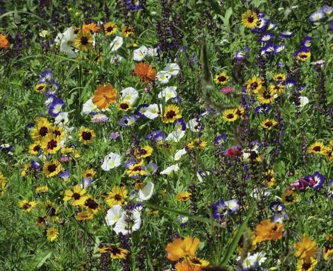 Blumenwiese - Blütenlust 1 Blumenwiese - Blütenlust