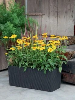Blumenkasten Rato Case In Flechtoptik 6 Blumenkasten Rato Case In Flechtoptik -Gartenpflanzen Lieferungen blumenkasten rato square be 1280x1280