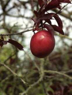 Prunus Cerasifera 'Hollywood' (Syn. Trailblazer) 5 Prunus Cerasifera 'Hollywood' (Syn. Trailblazer) -Gartenpflanzen Lieferungen blutpflaume hollywood frucht 1280x1280