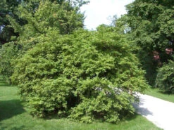 Ligustrum Obtusifolium Regelianum, Flächen-Liguster -Gartenpflanzen Lieferungen bodendecker liguster 1280x1280