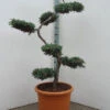 Juniperus Squamata 'Blue Carpet' Bonsai-Form, XXL-Produkt